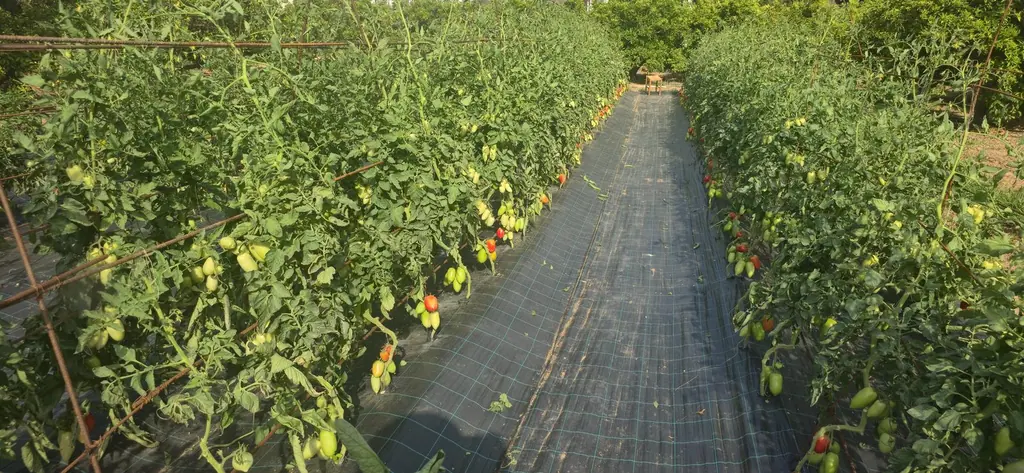 La huerta en Villa Paula