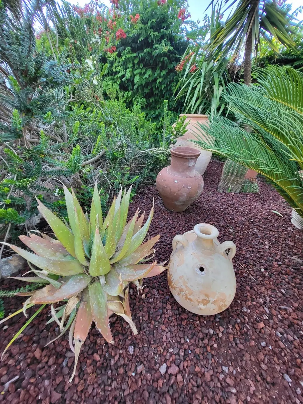 Patio de los cactus en Villa Paula